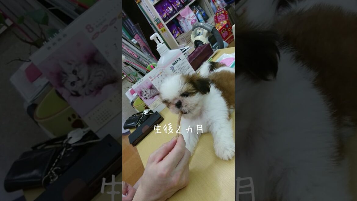 【姉犬】お迎えした生後2ヵ月の子犬1年間の成長の記録【シーズー】