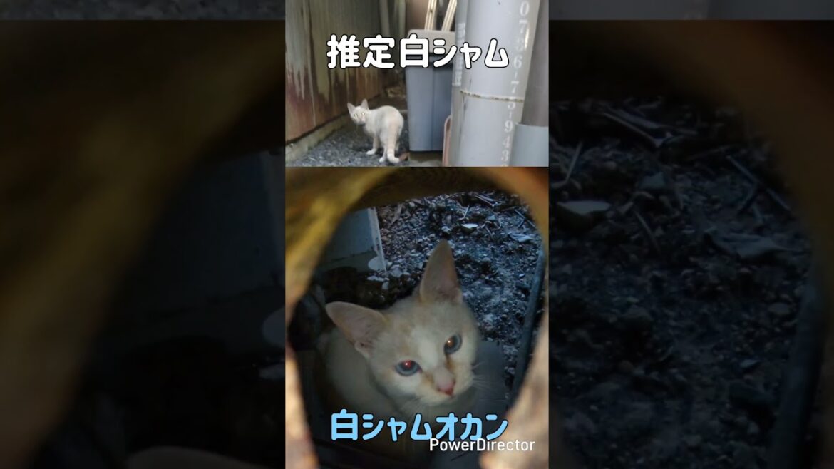 白シャム再来　#シャムミックス #茶トラシャムミックス