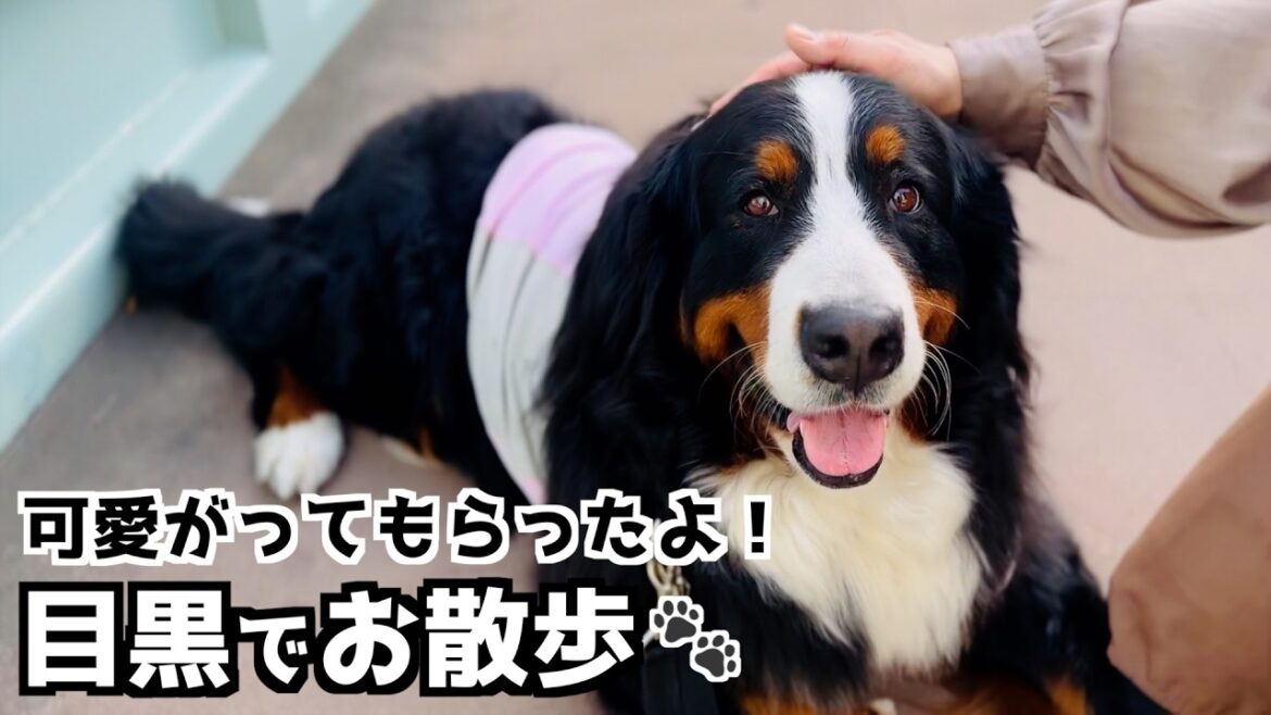 目黒で可愛がってもらった❤️バーニーズのほのぼの散歩🐾
