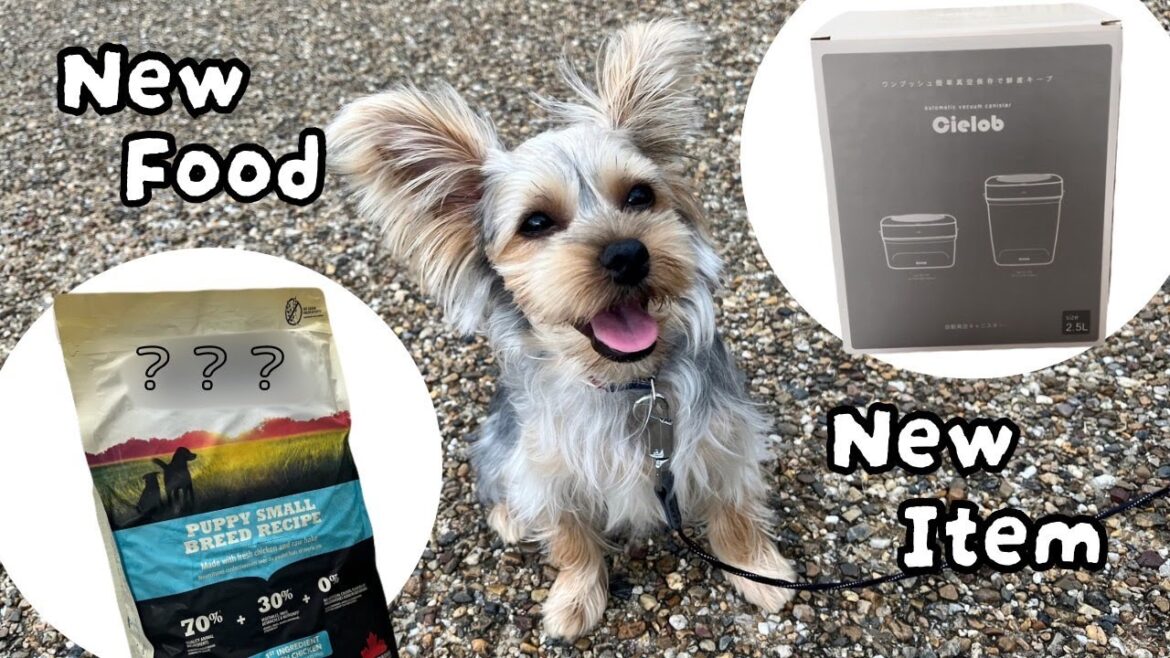 【ヨーキー】ペット博に行ってフードがグレードアップした子犬