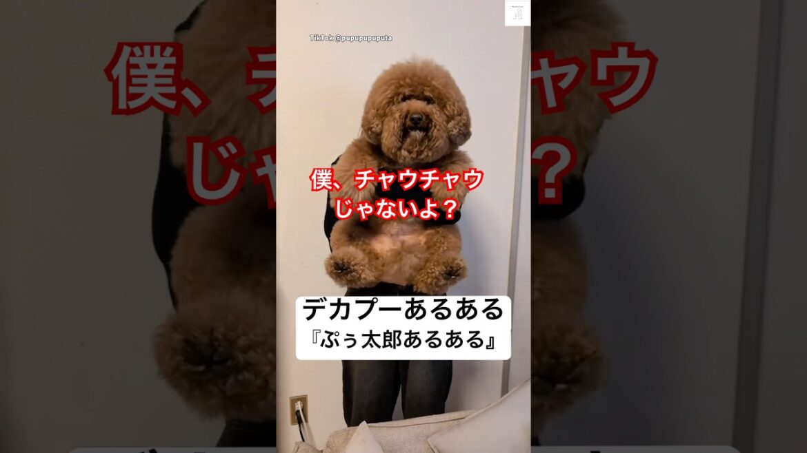 12キロのトイプードルあるある、最後が最大のあるある🐻💕　#トイプードル　#犬　#おもしろ #プードル #犬のいる暮らし