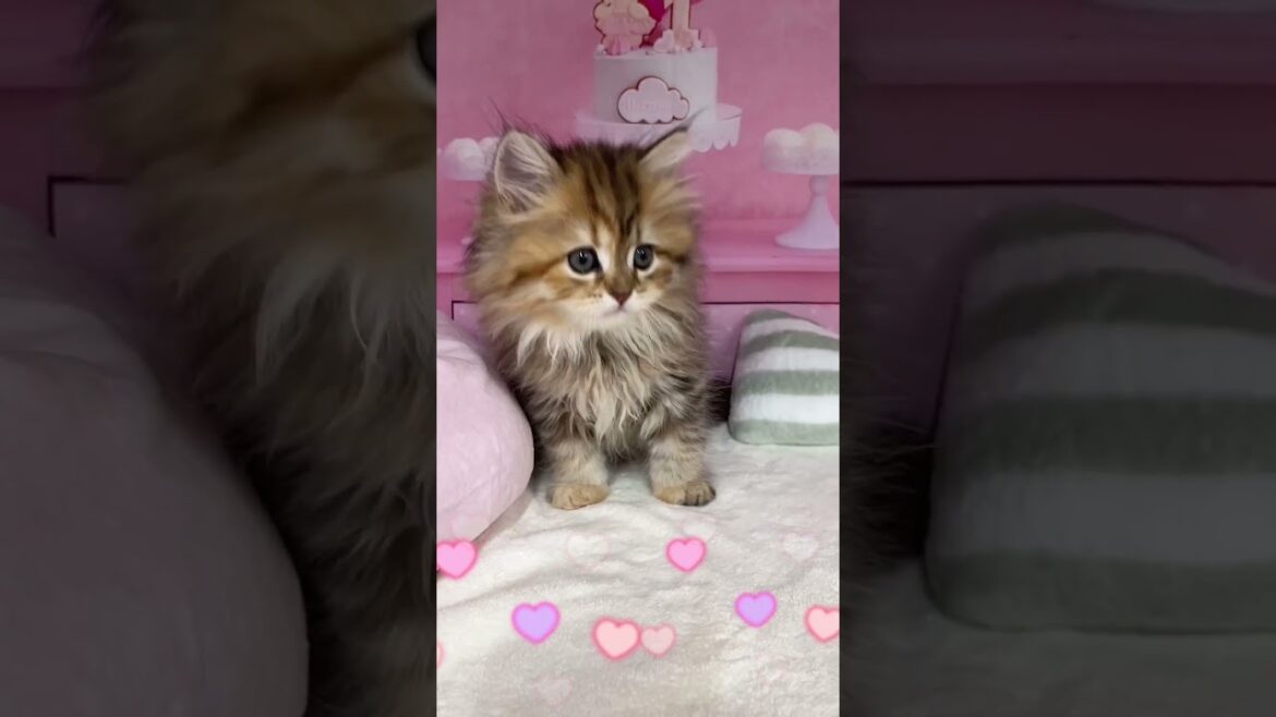 【ご家族様募集中】長足ミヌエット女の子♡ #cat  #かわいい子猫 #kitten #子猫 #cute #子猫ブリーダー #長足マンチカン #短足ミヌエット #子ネコ