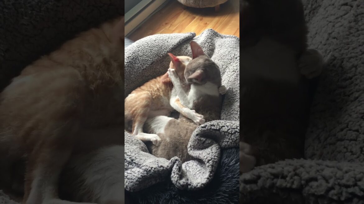 Cutest Cornish Rex Bros Ever! Cuddles & Licks Galore #Shorts