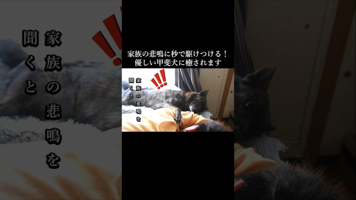 家族の悲鳴に秒で駆けつける優しい甲斐犬 #甲斐犬 #柴犬 #youtubeshorts 家族の悲鳴に秒で駆けつける優しい甲斐犬 #甲斐犬 #柴犬 #youtubeshorts