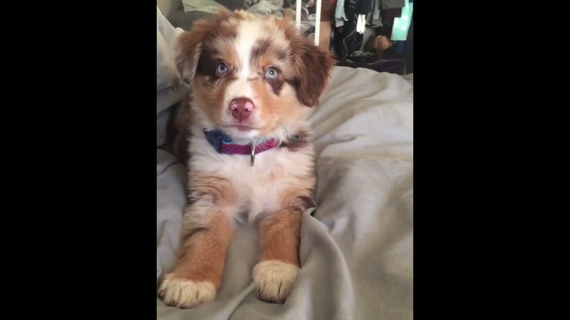 “POV: Your Puppy Thinks Heโs the Boss Now ๐ถ๐” #petsunited #cuteanimals  #pets #youtubeshorts "POV: Your Puppy Thinks Heโs the Boss Now ๐ถ๐" #petsunited #cuteanimals  #pets #youtubeshorts