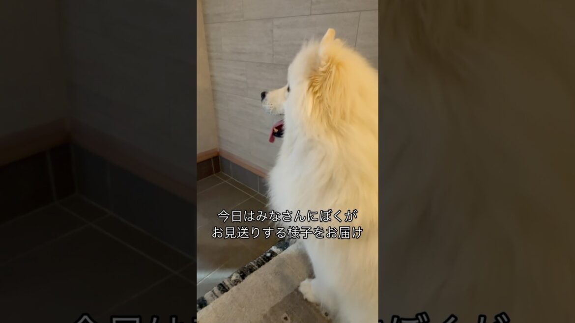 パパをお見送りするサモエド　#サモエド #大型犬のいる生活 #大型犬 #samoyed #癒し