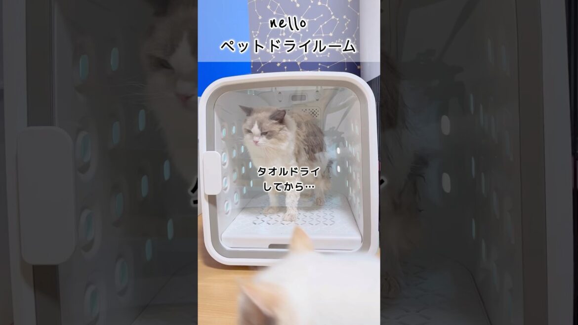【nello ペットドライルーム】猫に優しく、最短で乾かす方法 #猫 #cat #shorts #ラグドール #ペットドライルーム