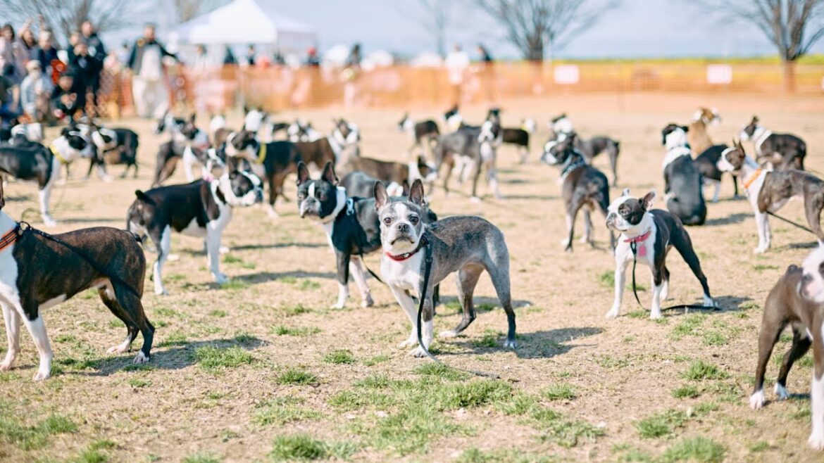 Boston Terrier Festival 2025 Spring- Boston Terrier rooted in United States -