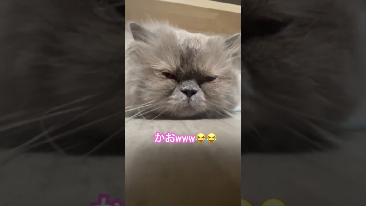顔だけのヒマラヤンのマーベル🐈🐾 #cat #猫のいる暮らし #shorts #猫好きさんと繋がりたい # #drawing #元気になる動画