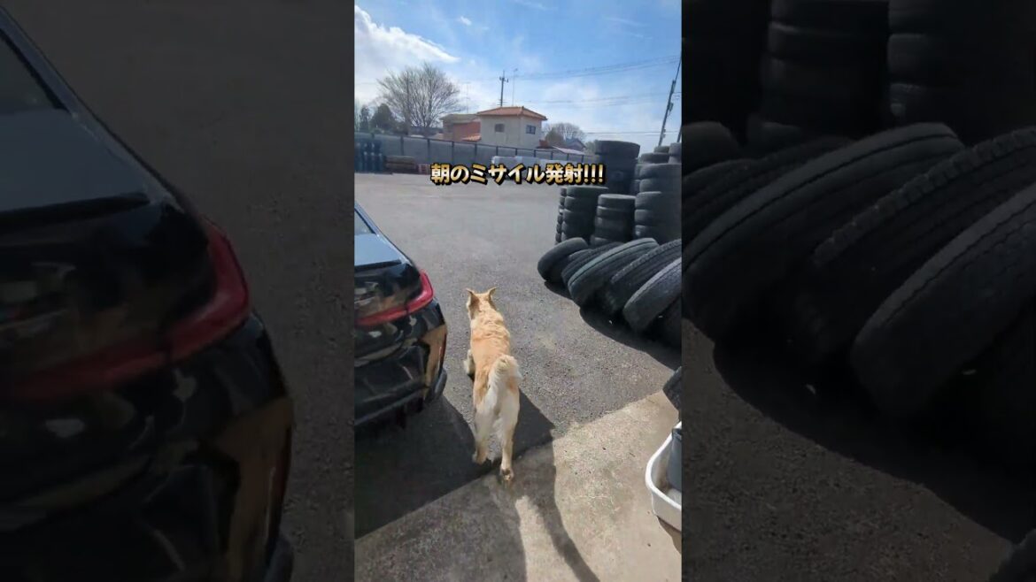 はいはい。お兄ちゃん来たらミサイル発射しなきゃね。 #ゴールデンレトリバー子犬 #大型犬のいる生活 はいはい。お兄ちゃん来たらミサイル発射しなきゃね。 #ゴールデンレトリバー子犬 #大型犬のいる生活