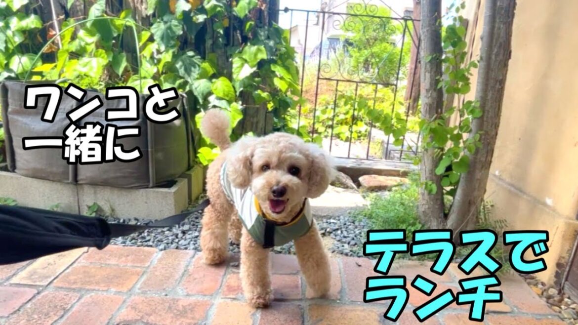 愛犬と行けるカフェで思わぬ出会いにテンションが上がる大きいトイプードル【デカプー】【トイプードルのロアくん】【toy poodle】