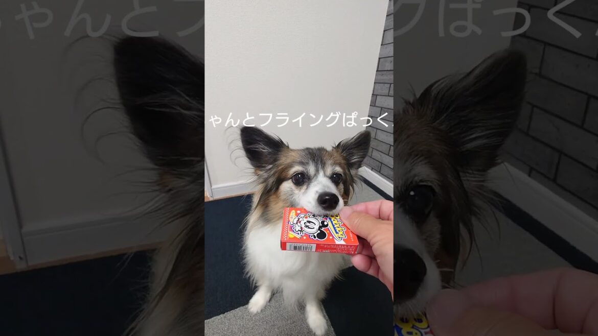 おやつを箱に入れたら食べられるのか？ #犬のおやつ #犬のいる生活 #パピヨン