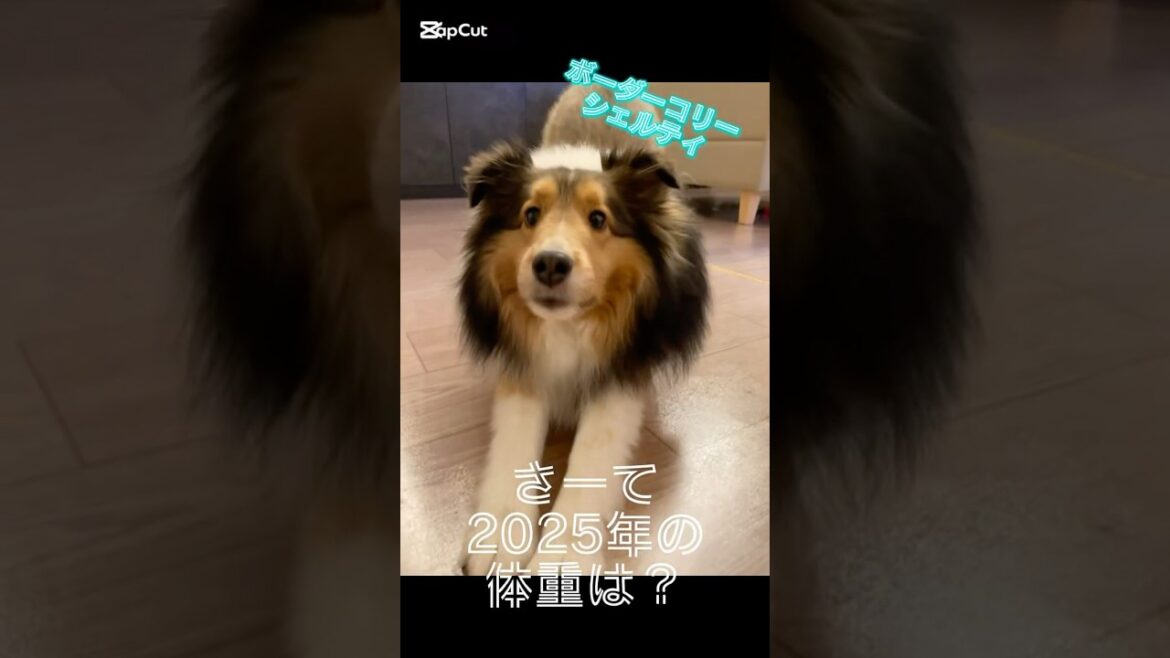 【ボーダーコリーとシェルティ】2025年のワンズの体重は？　#犬 #癒し #シェルティ #ボーダーコリー #かわいい #sheltie #bordercollie #dog