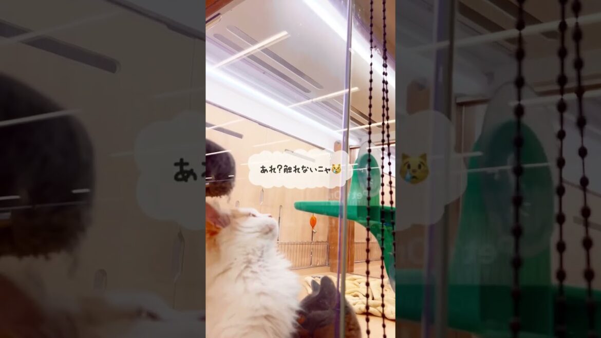 【ラガマフィン】ロールカーテンの紐が気になるラガちゃん#shorts#pets#ラガマフィン#cat#ペットショップ