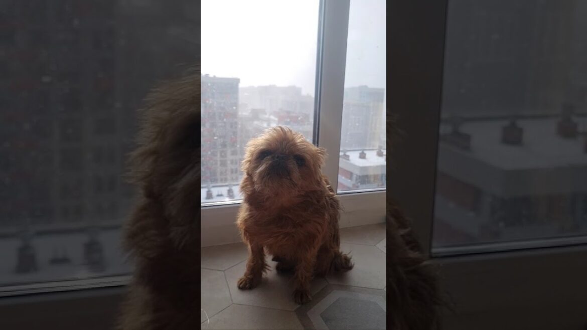 Brussels Griffon: Spring Sun & Snow Day ☀️❄️