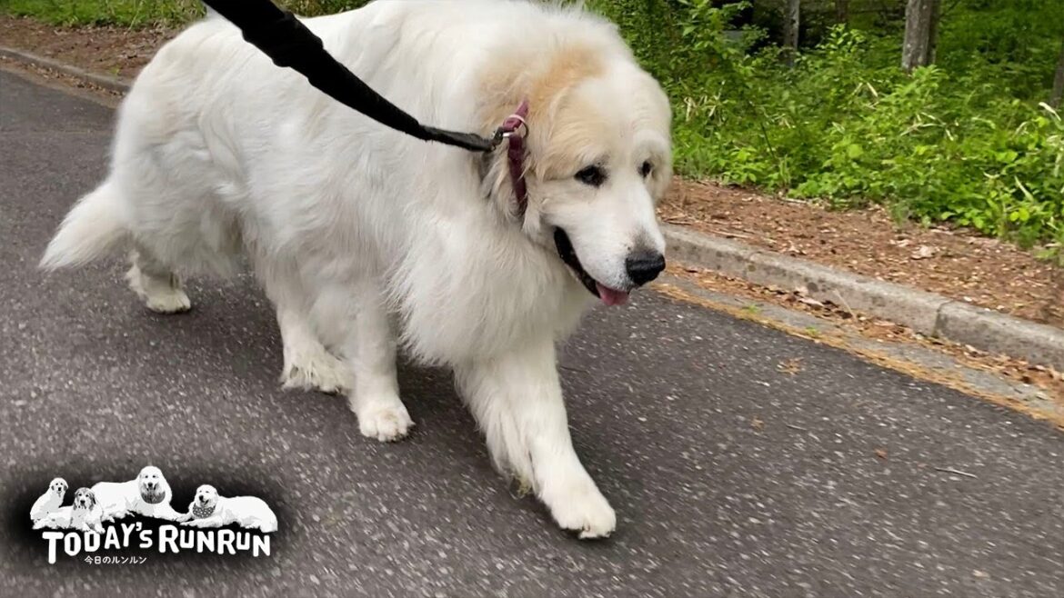 足の調子がだいぶ良くなりお散歩も順調なアランです Great Pyrenees グレートピレニーズ 足の調子がだいぶ良くなりお散歩も順調なアランです Great Pyrenees グレートピレニーズ