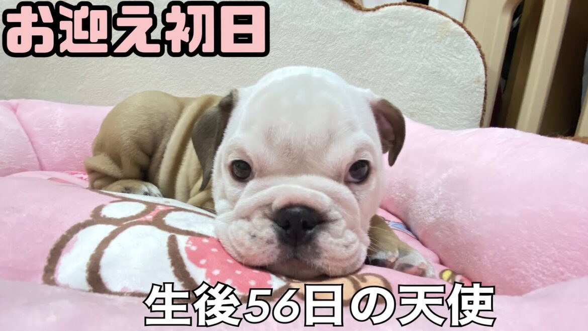 【お迎え初日】赤ちゃんブルを連れ帰ったら先住犬が大変なことになりました【転生】【生後56日】