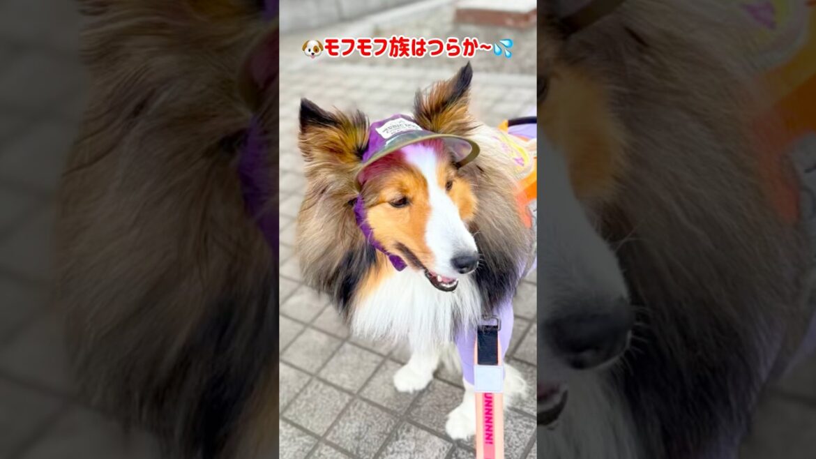 鳥ダッシュ封印…⁉️羽と足を伸ばすふたり-種を超えて-#shorts