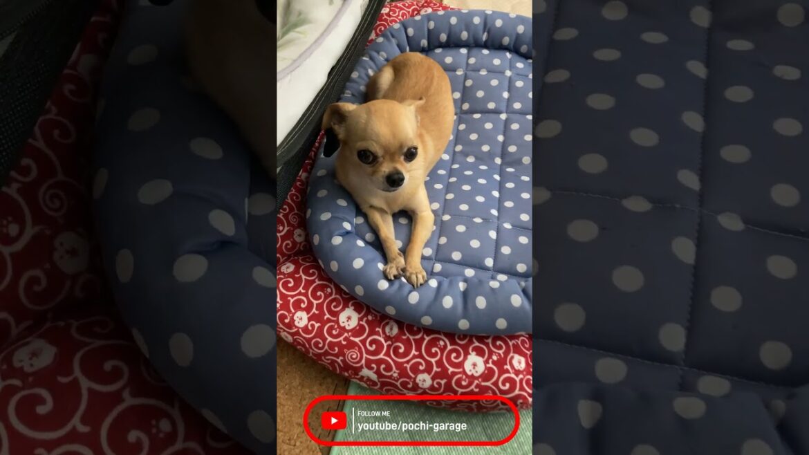 スムースコートチワワ 足元注意！ チワワの落ちてます #Shorts #dog