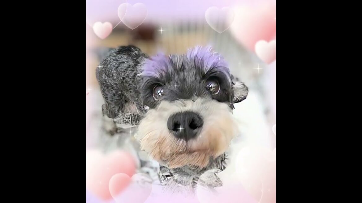 ミニチュアシュナウザー ウィートン