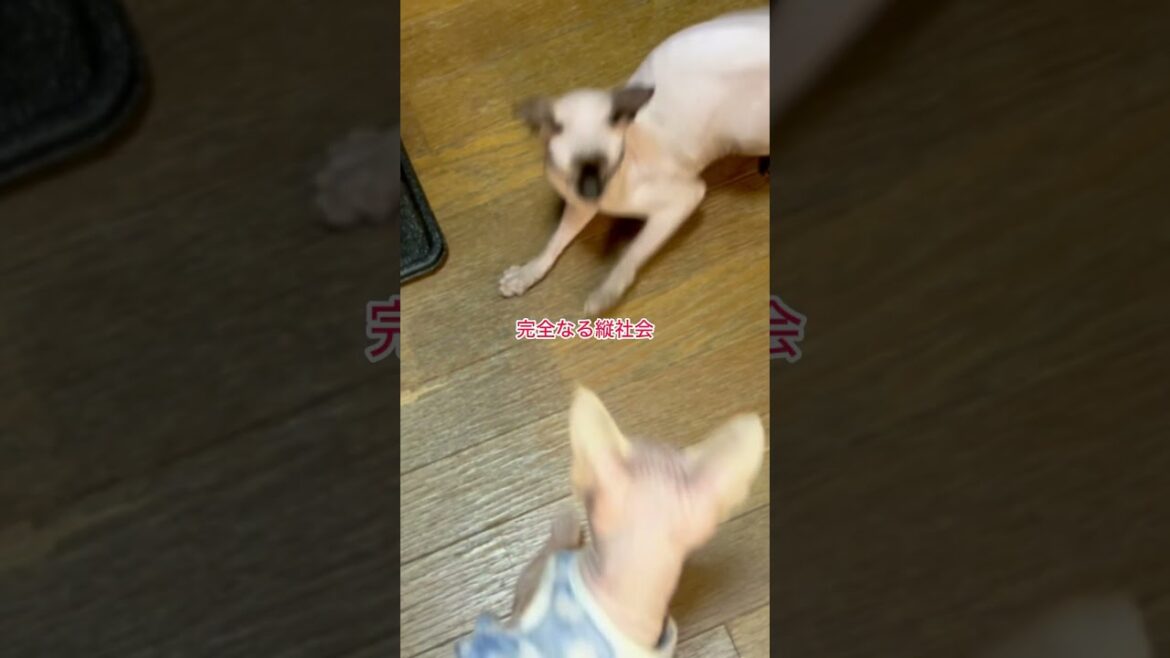 猫（スフィンクス）の上下関係は壮絶#shorts #スフィンクス #スフィンクス猫 #スフィンクスキャット #sphynx