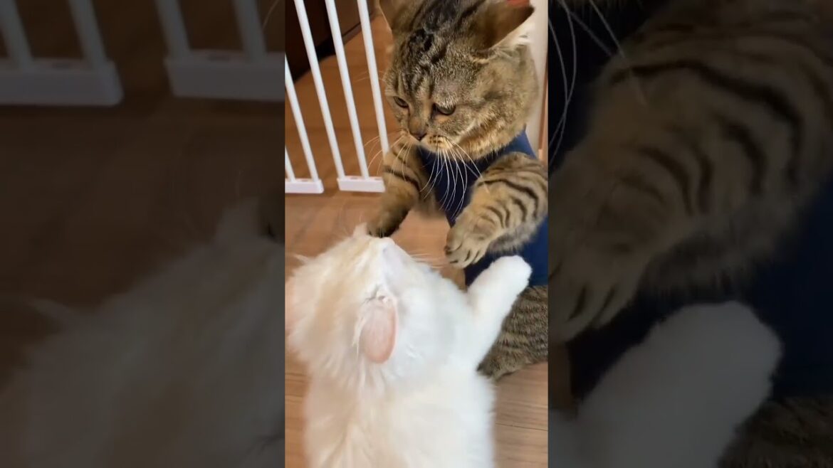 Hug me ๐ค๐ค #kitty #hug Hug me ๐ค๐ค #kitty #hug