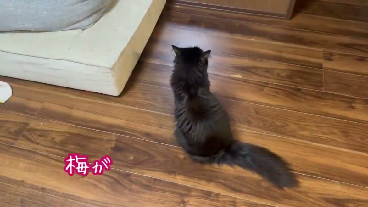庭散歩をする猫　サイベリアンSiberian cat walking in the garden