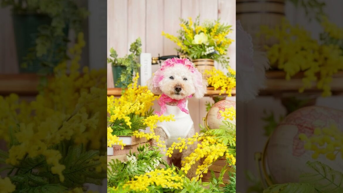 16歳トイプードルが、プロに写真を撮ってもらったら、こんなに可愛くなりました❤️ #shrots #もふもふ #可愛い犬 #写真家