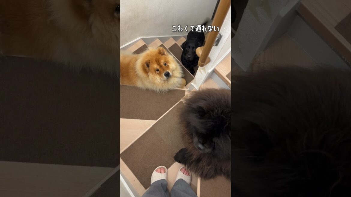 先輩がいる階段が怖い後輩犬【チャウチャウ・ラブラドールレトリバー】【多頭飼い】【大型犬】＃Shorts