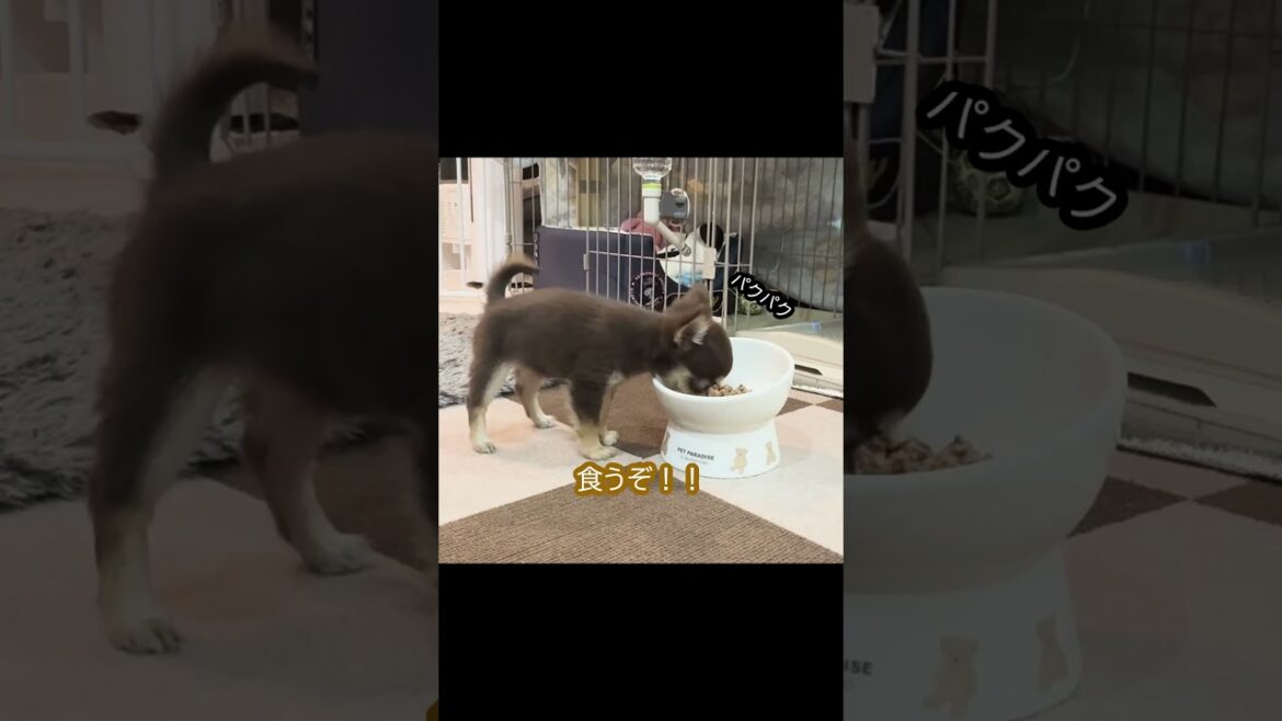 食べ方にクセあり！#shorts#チワワ #chihuahua #癒し #子犬