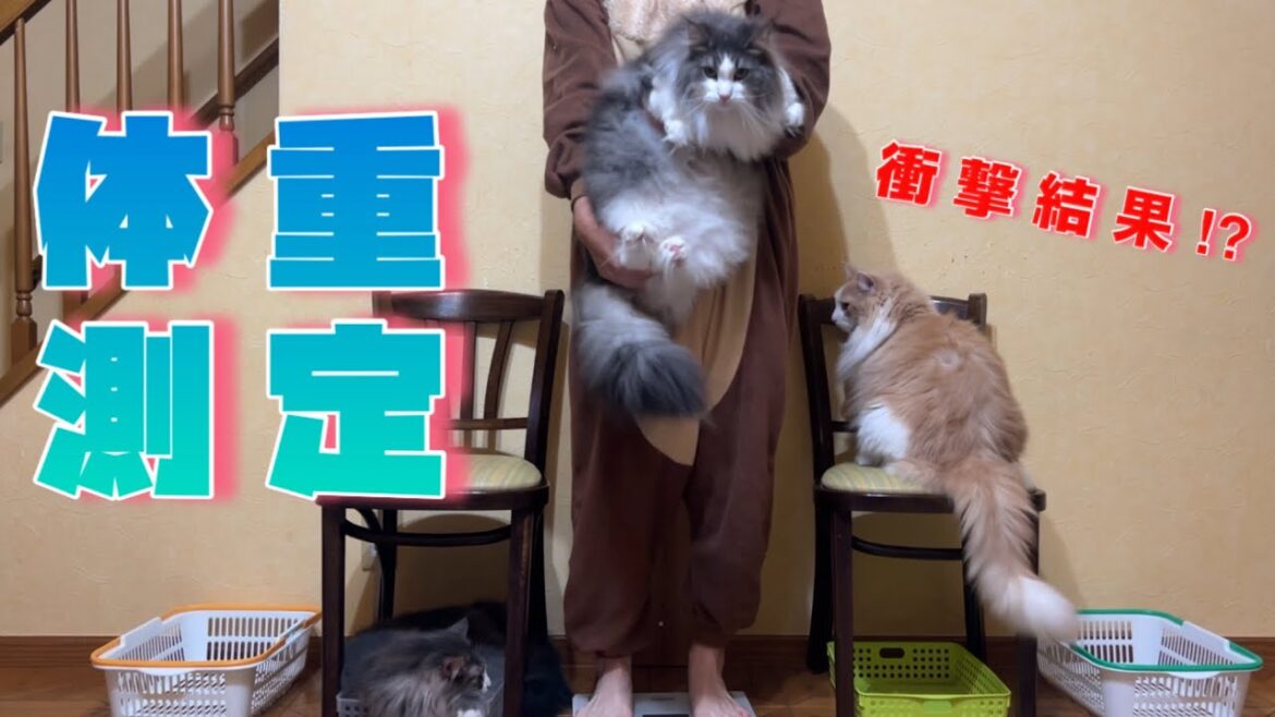 【衝撃‼︎】総重量35kg越え‼︎もふ猫たちの体重測定✨ノルウェージャンフォレストキャットとターキッシュアンゴラ 【衝撃‼︎】総重量35kg越え‼︎もふ猫たちの体重測定✨ノルウェージャンフォレストキャットとターキッシュアンゴラ
