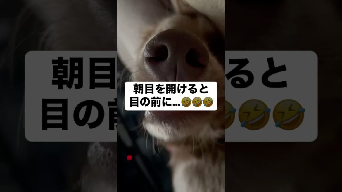 🐶のおかげでママの目覚めはとても良い！！#大型犬 #犬のいる暮らし #ワイマラナー#ワイマラナーロングヘアード #dog#wiemaraner #shorts #ルルちゃんのルンルンちゃんねる