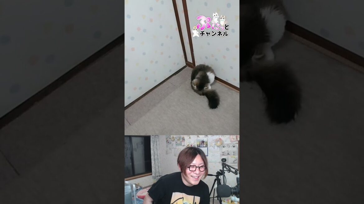 カエルの合唱が聞こえます♪猫ちゃんライブ配信♪ カエルの合唱が聞こえます♪猫ちゃんライブ配信♪