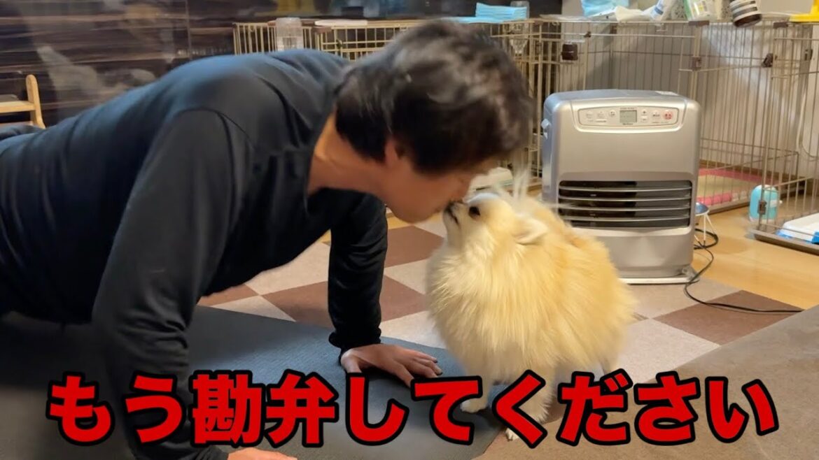 パパとママとではこんなに態度が違うポメラニアン