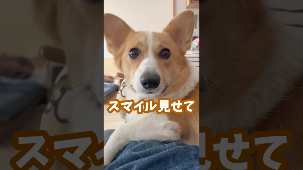 どうしても笑顔の動画を撮りたい飼い主に応えてくれる犬 #コーギー #ちくわ #shorts