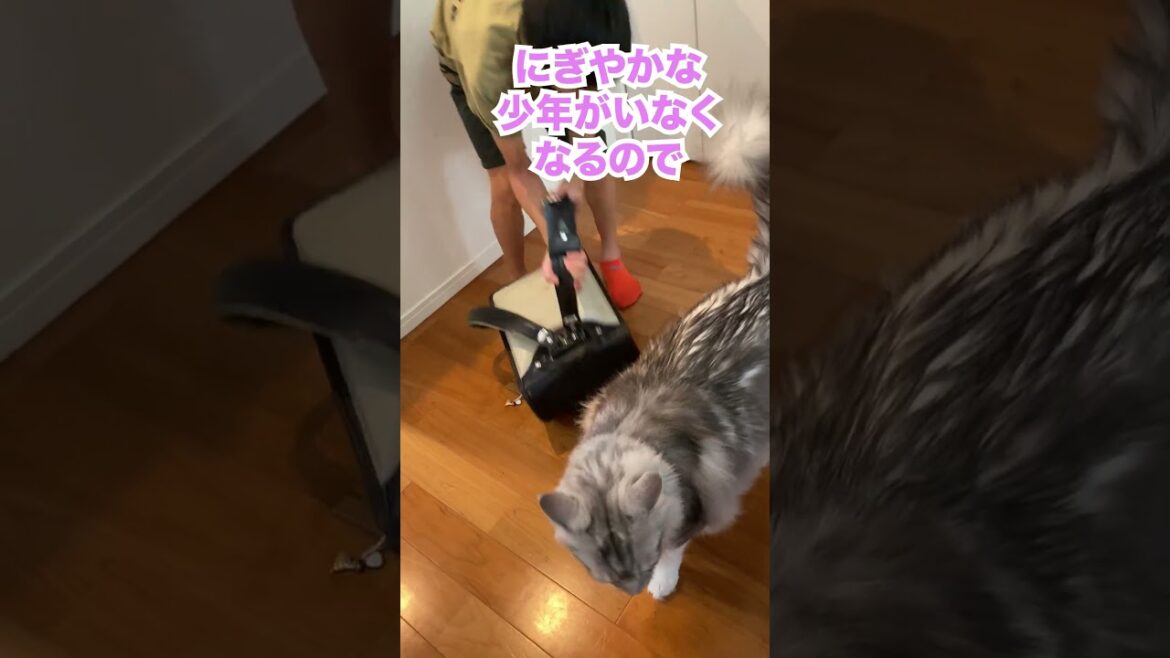 朝出て行く少年を寂しそうに見送る大型猫#メインクーン#shorts