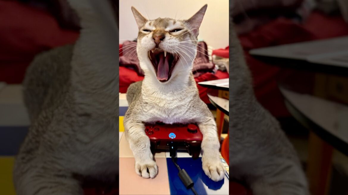 人間の道具（パソコン・コントローラー・電気治療器）を使ってみるシンガプーラなのにゃ♪#cat #シンガプーラ#singapura