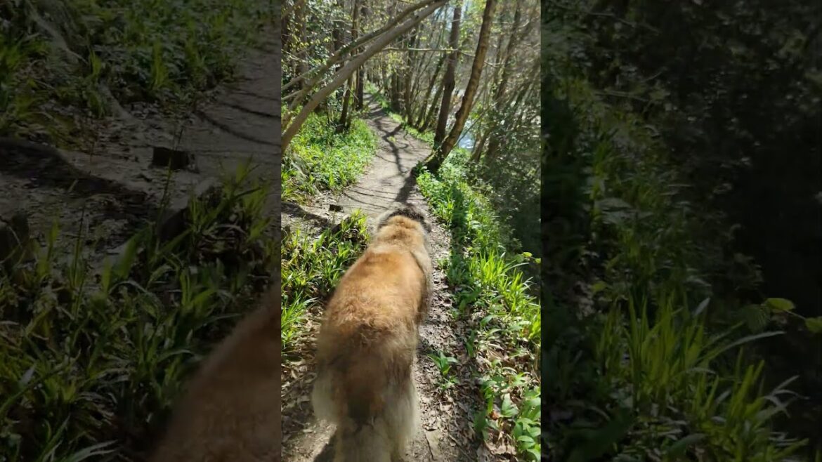 LETS FOLLOW A LEONBERGER ON HER WALK #LEONBERGER #DOG #LOVE #HAPPY