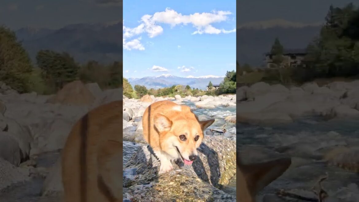 自由気ままに河原を歩き回るコーギー / A Corgi walking around carefree on the riverbed. #コーギー #サクラ #corgi