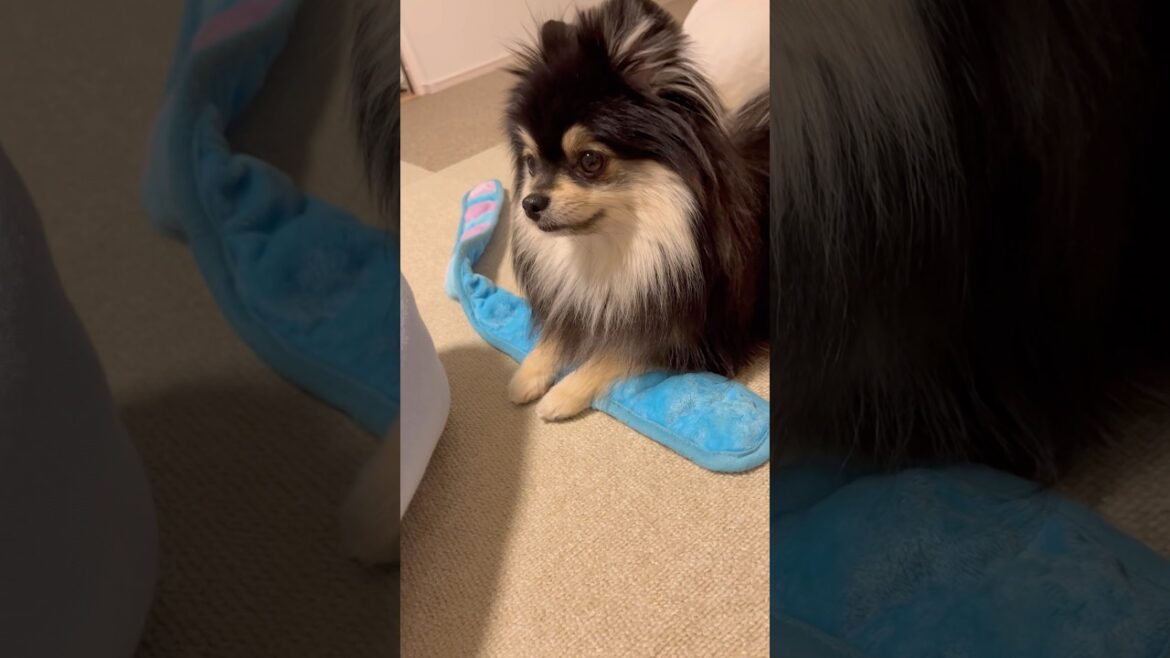 大切なおもちゃは自分で守る#shorts #ポメラニアン #可愛い犬
