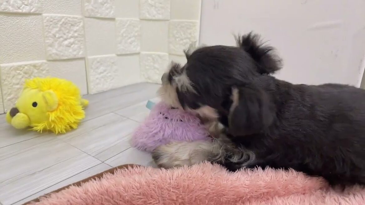 【No.187765 ミニチュアシュナウザー】ペットショップ犬の家猫の里碧南店