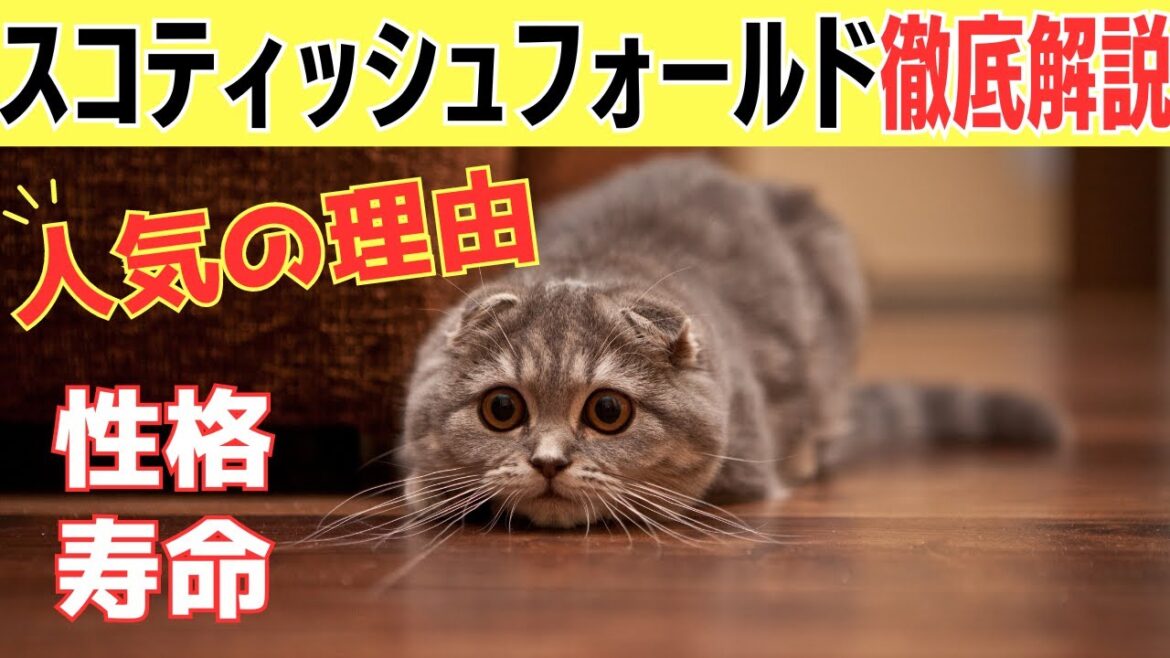 【スコティッシュフォールドを飼うのは大変？】気を付けたい病気と飼育方法徹底解説