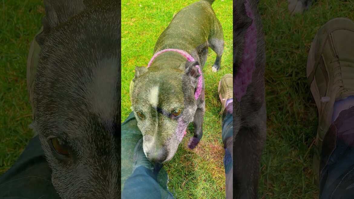 Staffordshire Bull Terrier Pensioner Rosie.@DogtrainersUK#staffy#olderdogs Staffordshire Bull Terrier Pensioner Rosie.@DogtrainersUK#staffy#olderdogs