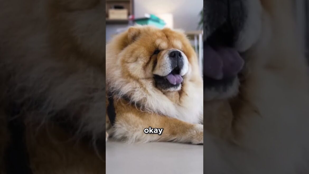 チャウチャウのユニークな特徴を発見しよう！ #ゴールデンレトリバー #ペットセンター #ペットケアプロバイダー #ドッグトーク