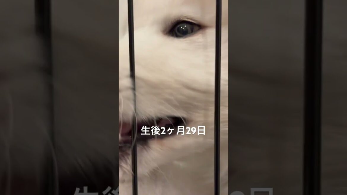 ドアップのサモエドの子犬