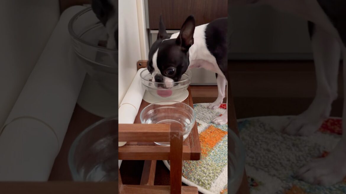 おはよう！メルの朝ごはん #ボストンテリア #ボステリ #bostonterrier