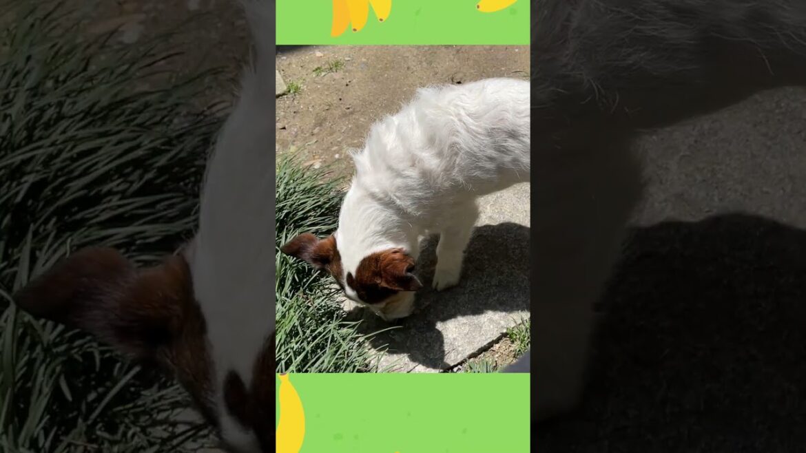 お外で日向ぼっこ #shorts #ショート動画 #ジャックラッセルテリア