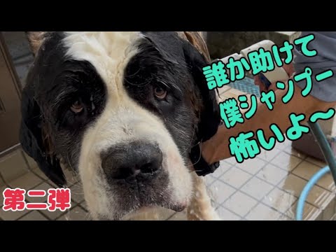 【セントバーナード】ドッグランで真っ黒になった3人は帰ってから嫌いなシャンプー確定です。 【セントバーナード】ドッグランで真っ黒になった3人は帰ってから嫌いなシャンプー確定です。
