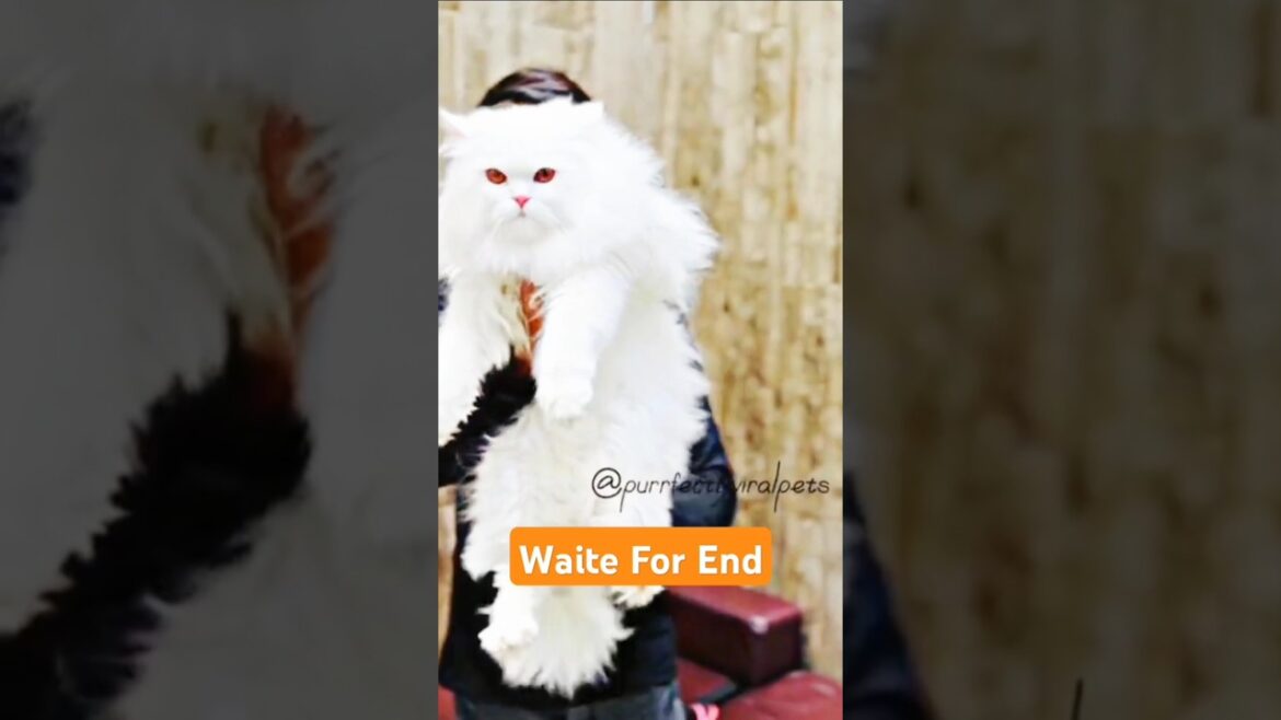 Extara Long Hair Cat #kitten #cat #shorts #youtubeshorts