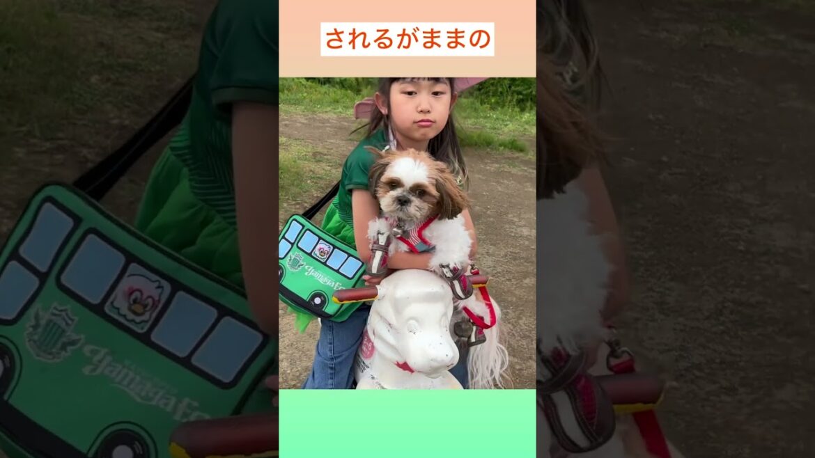♦︎てんちゃんたらされるがまま🤣💜シーズーてんちゃん日記　４歳】#shorts#シーズー#Shih Ztu#シーズーてんちゃん日記#てん#らん#dog#Cute #可愛い#散歩#面白い#公園